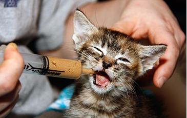 Kitten Being Fed